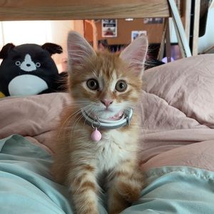 Meet your Posher, Elizabeth